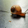 Cute Baby Snail