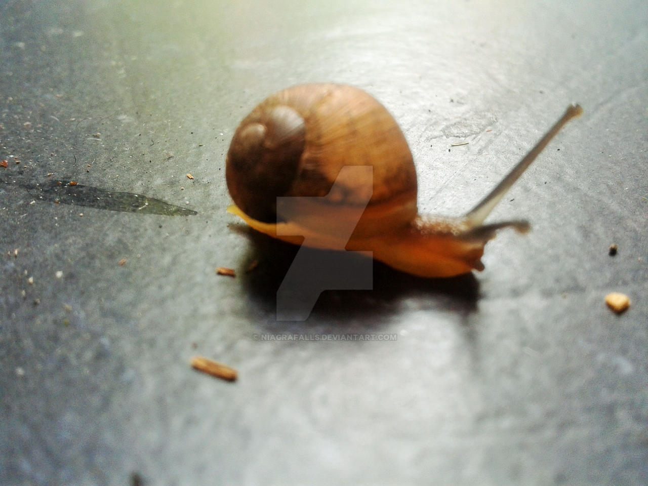 Cute Baby Snail