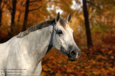 Grey leaves