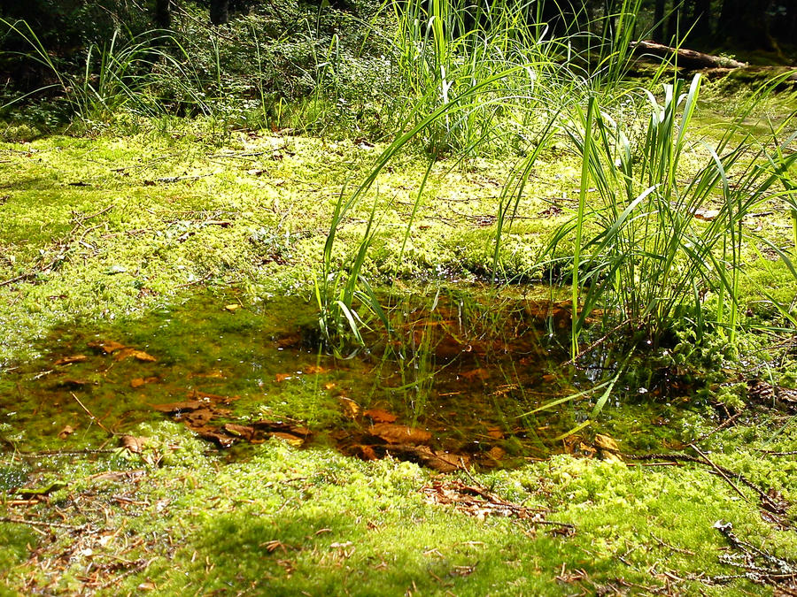 Wonderful puddle by Namaarien on DeviantArt
