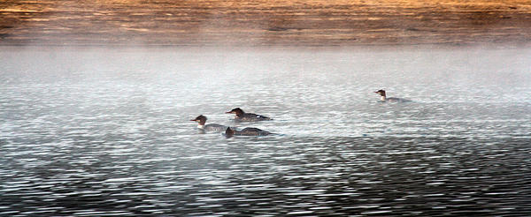 Cold Duck by arches123 on DeviantArt