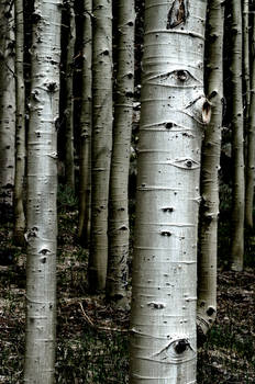 Aspens 9811