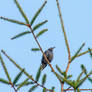 European Starling