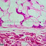 Adipose tissue @HPO Mag