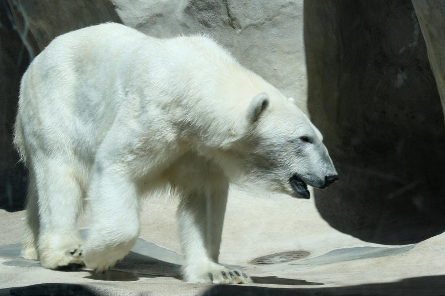 Polar Bear 004