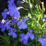 Lobelia