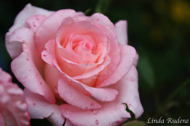 Pink rose