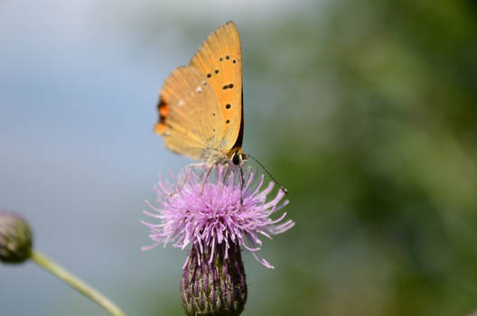 Copper butterfly