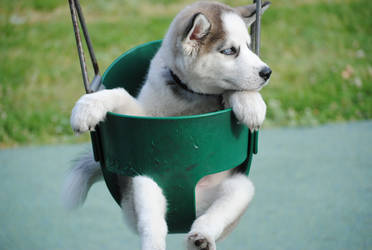 Swingsets and Huskeys