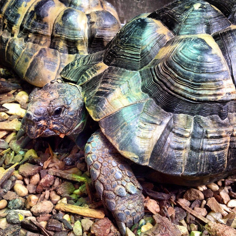 Tippity Type Tippity the Tortoise by TheBlackRose88 on DeviantArt