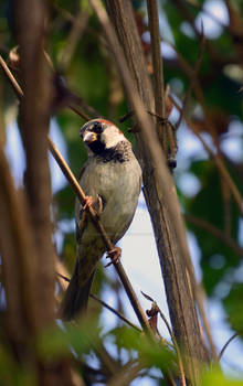 Sparrow