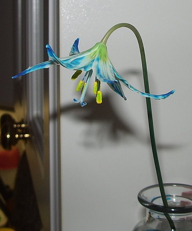 Blue Fawn Lily side view