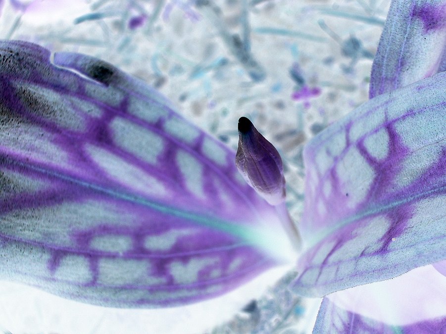 negative fawn lily bud 1