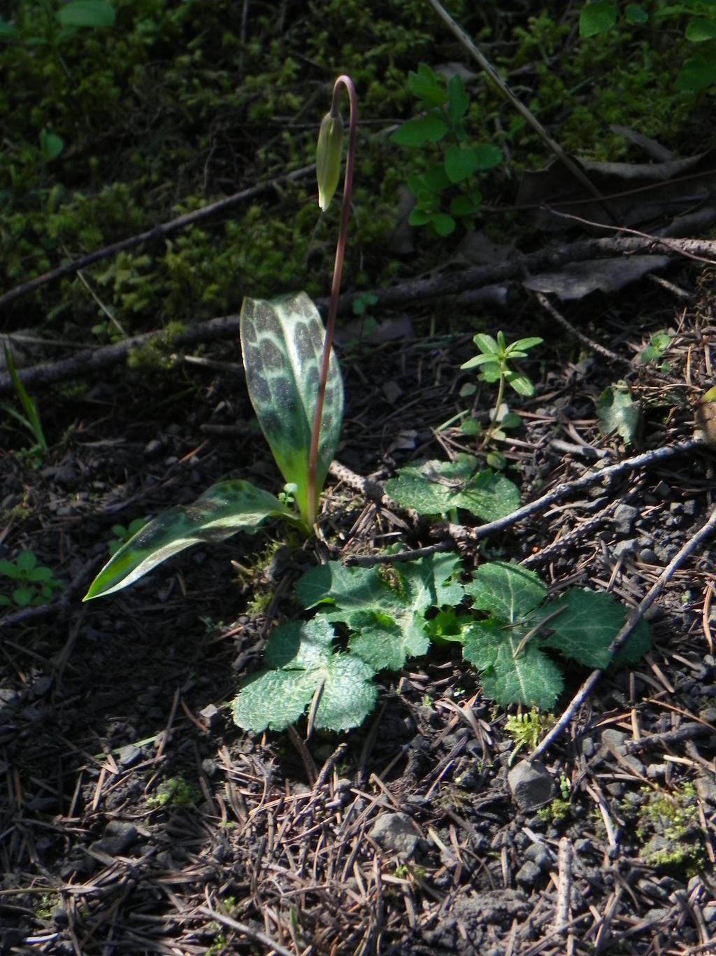 White Fawn Lily Bud in sun