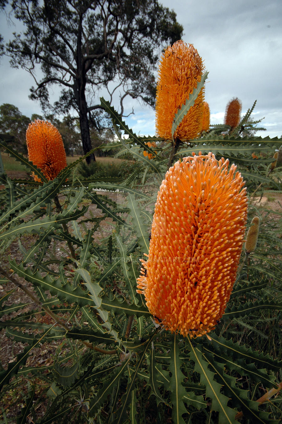 Banksia Flowers