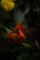 Orange and yellow tulips