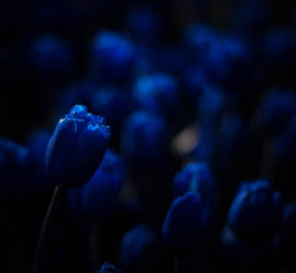 Blue tulips