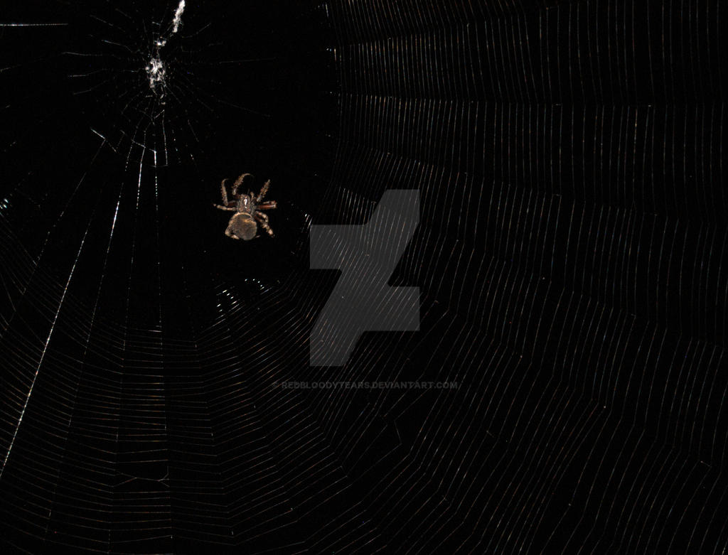 Spider Insect Deviantart spider by redbloodytears on DeviantArt