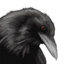 Raven GIF