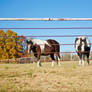 Curious Horses