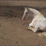 Stock Image - White Pony 2