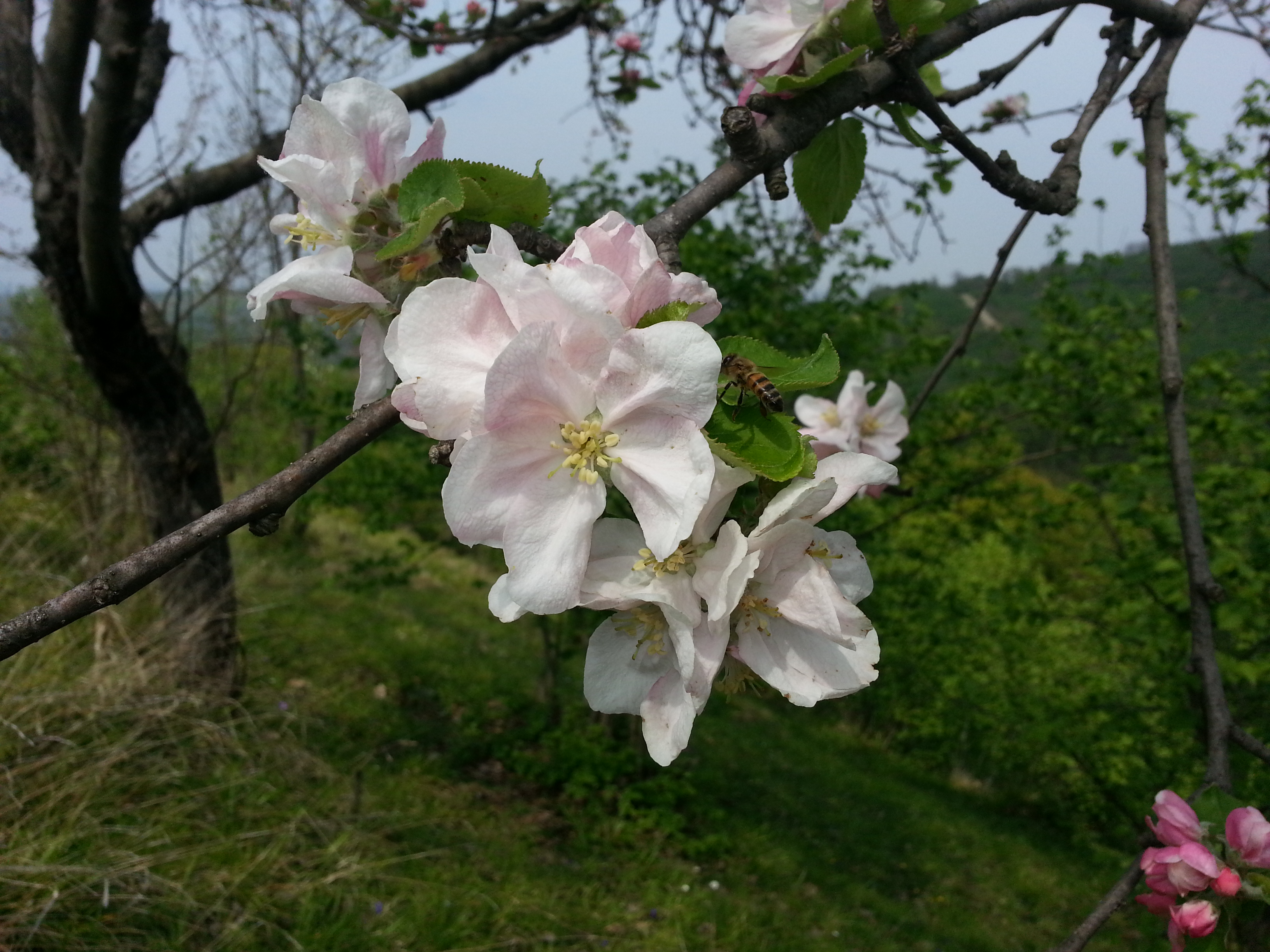 flowers - apple blossom and bee