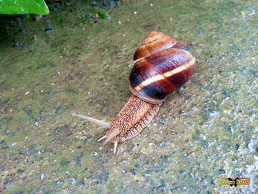 snail