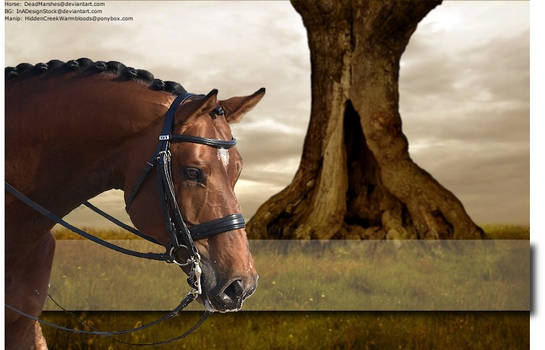 The Warmblood and the Tree