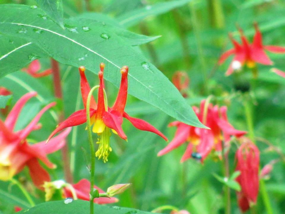 Western Columbines