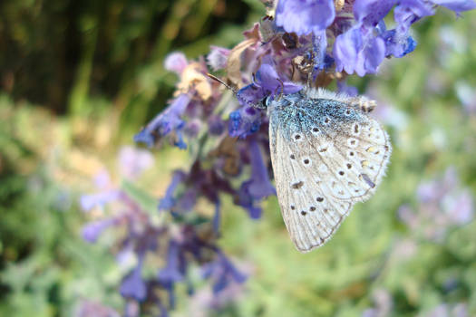 Polyommatus sp.