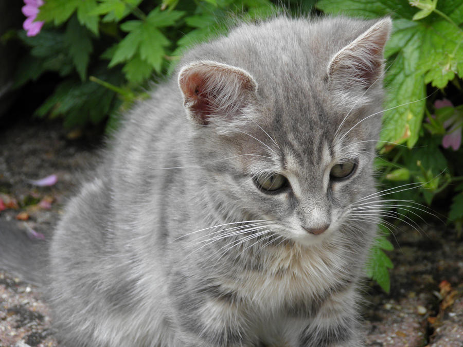 Chaton Da Chaton I by Luciex27 on DeviantArt