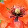 Coquelicot