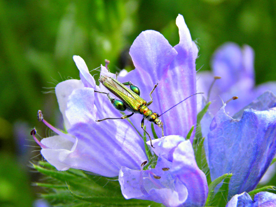 Oedemera nobilis