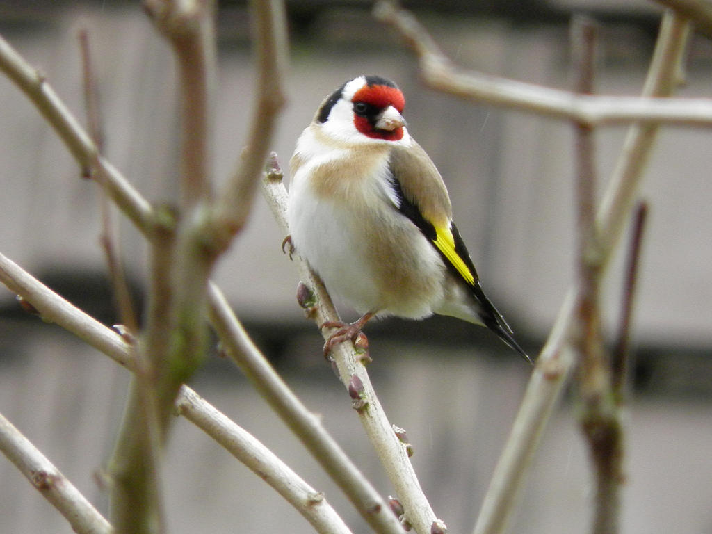 Chardonneret elegant