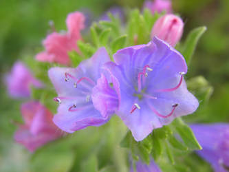 Echium vulgare