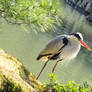 Grey Heron - Kinkaku-ji