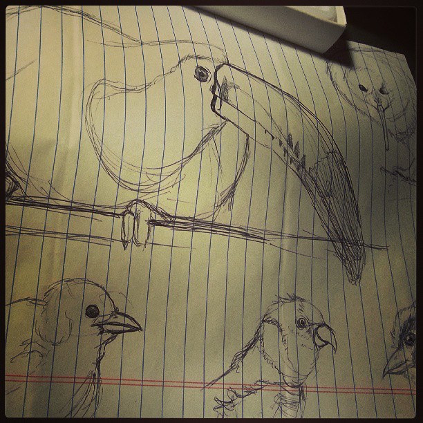 bird sketches