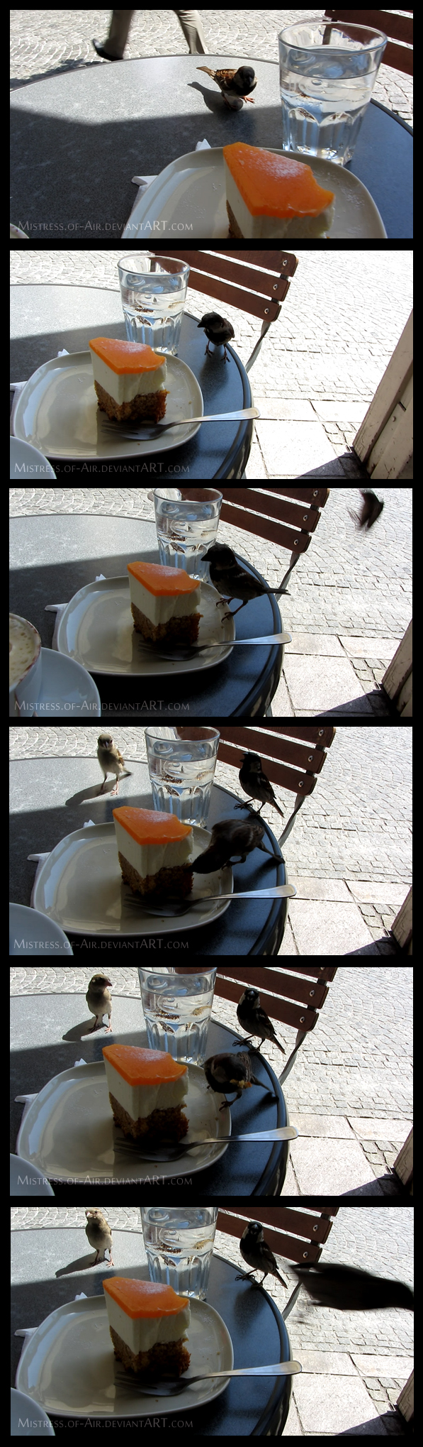 Sparrows stealing my cake!