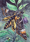 ACEO Moth