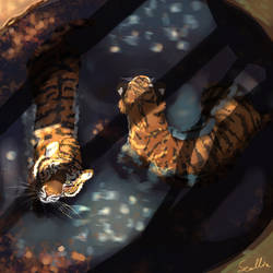 Tigers in water