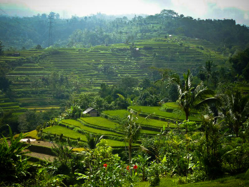 The Beautiful Ricefields