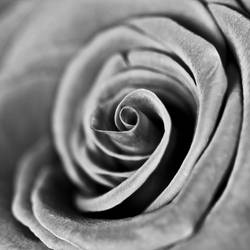 Black and White Rose