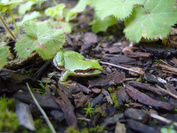 frogs 5 by green-bear on DeviantArt