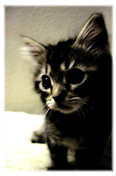 Kitten Series: Zoe