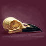 Crow skull