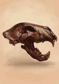 American Lion skull