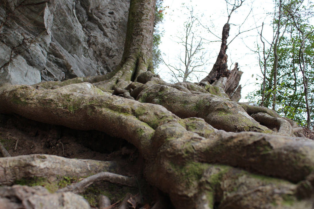 crazy roots by fv24fan on DeviantArt