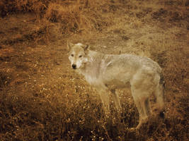 Los Lobo