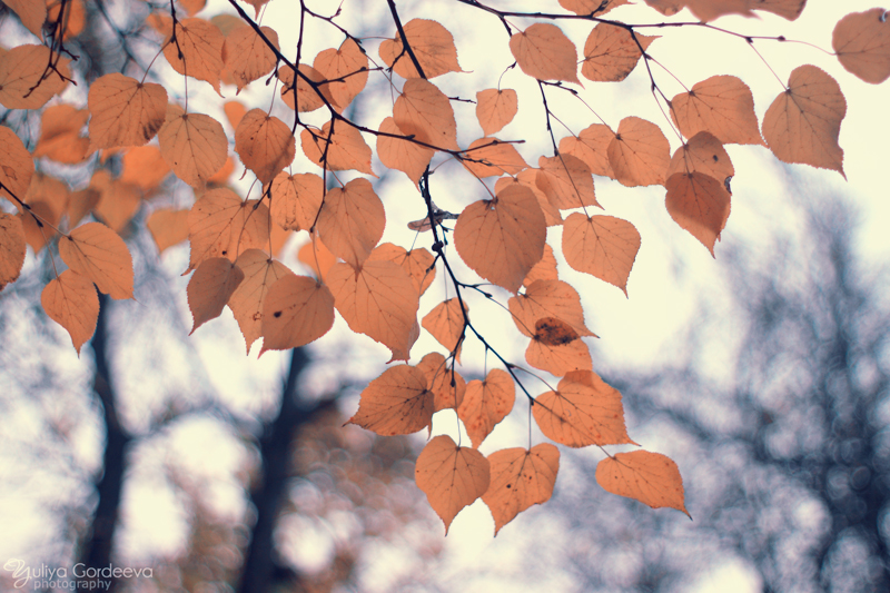 Autumn veil