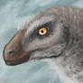 Dromaeosaurus portrait